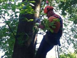 Bomen rooien in Haghorst